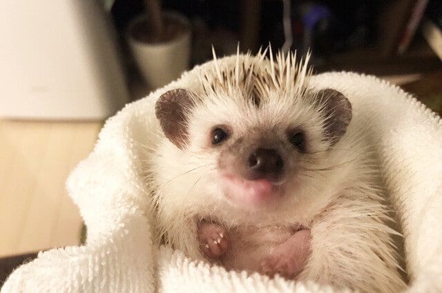 ハリネズミを飼う上での注意点やはりねずみのダニ対策方法まとめ