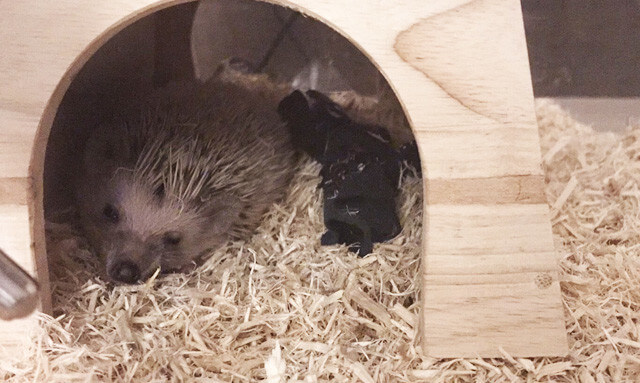 【ハリネズミ】飼って初めてわかったことをまとめてみた