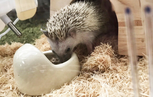 ハリネズミのお世話の方法・流れ・餌やおやつを徹底解説｜はりねずみ飼う前の疑問総まとめ